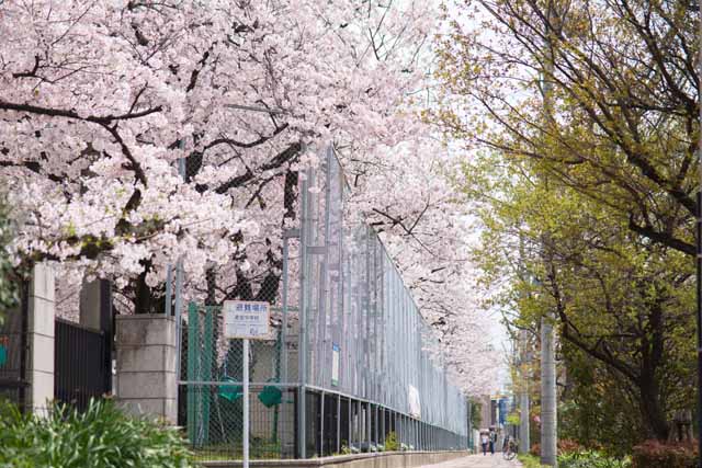 高宮中学校西側、やすらぎ通りに咲く桜の写真