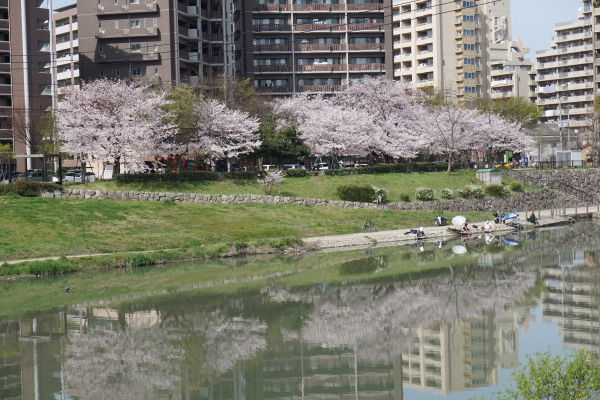 那珂川河川敷の桜の写真