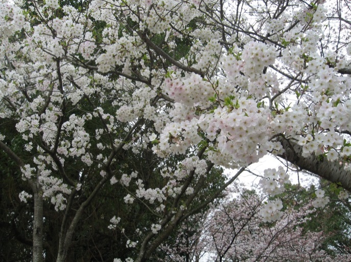 警弥郷お地蔵公園の桜の写真
