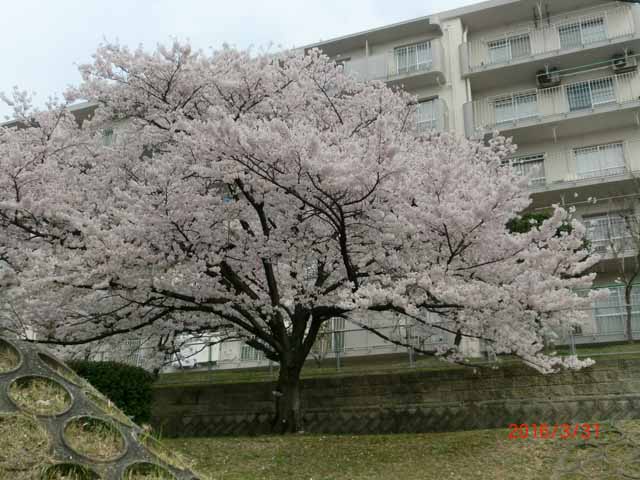 多賀野間台の桜の写真