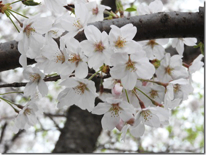 那珂川緑地の桜の写真１
