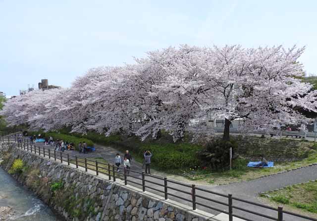 那珂川緑地の桜の写真３