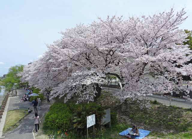 那珂川緑地の桜の写真２