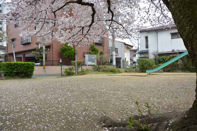 大橋３-１子ども広場の桜の写真1