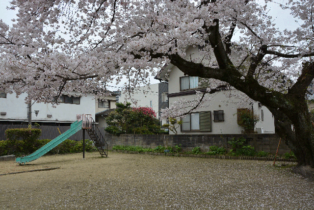 大橋３-１子ども広場の桜の写真2