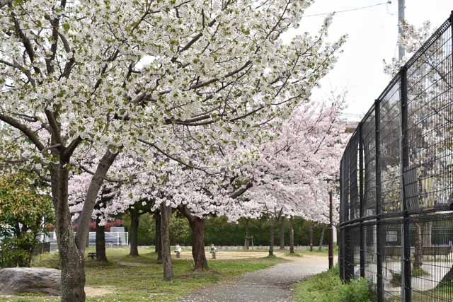 高木東公園の桜の写真