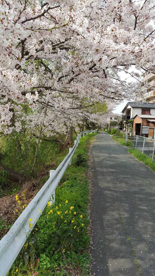 河川敷の桜の写真