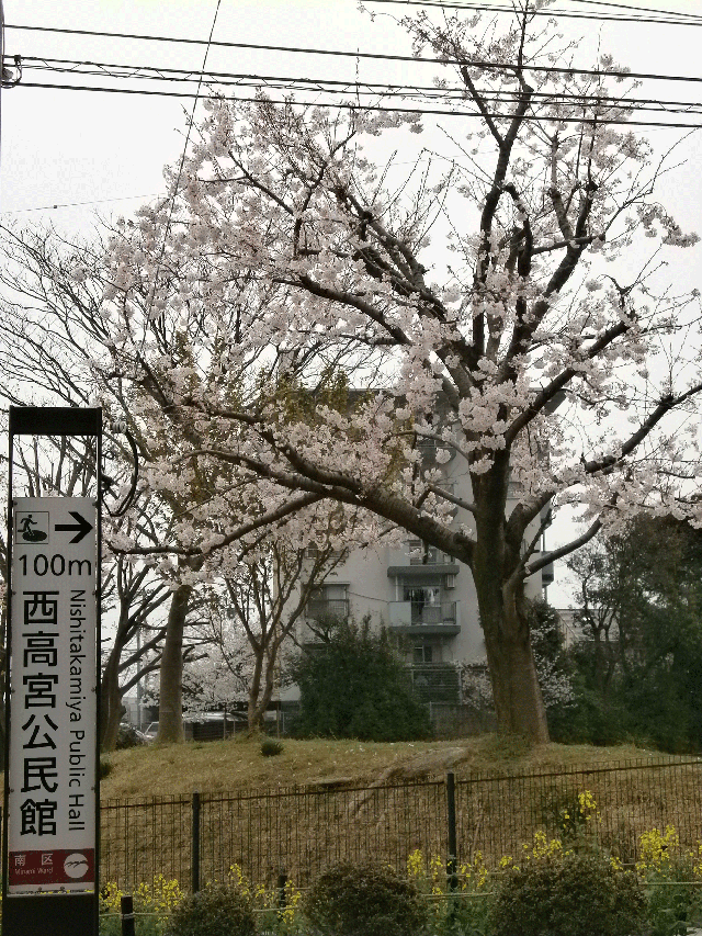 西高宮公民館近くの桜の写真