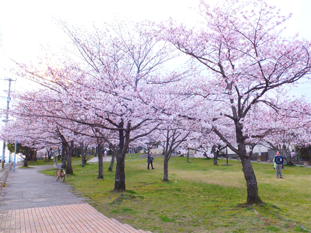 鹿助公園の桜並木広場の桜の写真