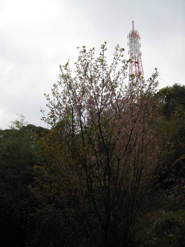 小道に咲く桜の写真