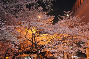 桧原桜公園の桜の写真