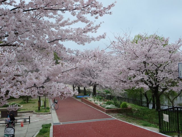 間大池公園ちっび子広場の桜の写真