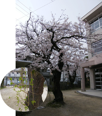 花畑校区一押しの桜の写真