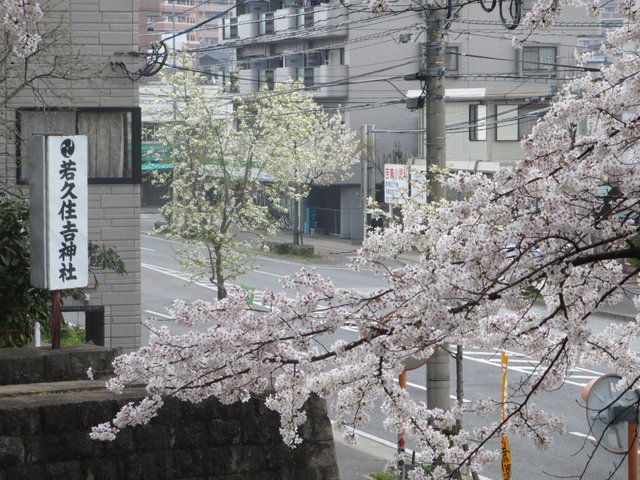 若久住吉神社の桜の写真