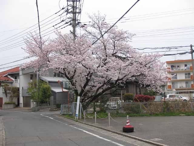 曰佐小学校近くの桜の写真１