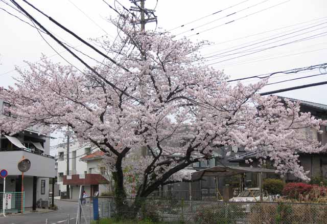 曰佐小学校近くの桜の写真２