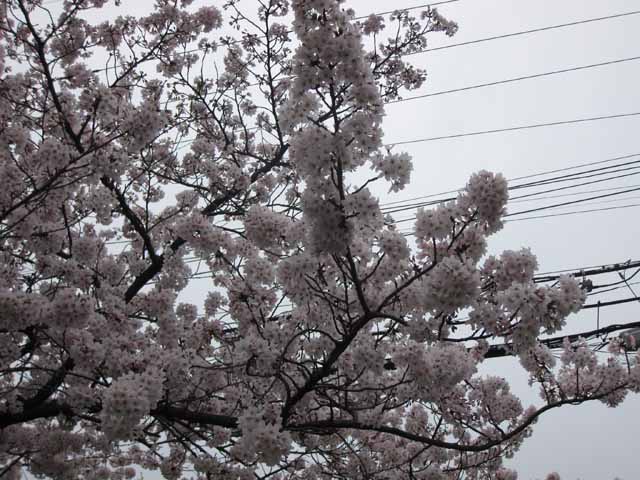 曰佐小学校近くの桜の写真３