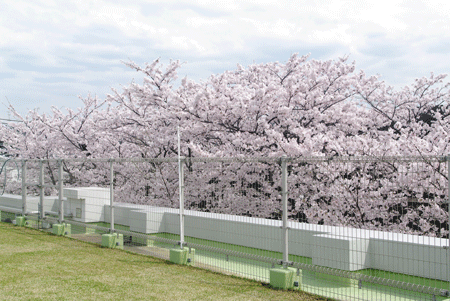 借景ー若久園の桜の写真