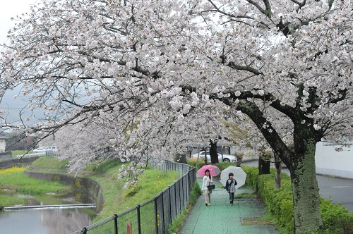 子どもたちが桜並木の下を歩いている様子を撮影