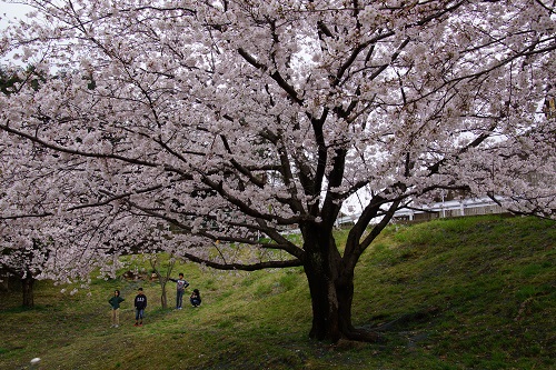 寺塚公園の桜