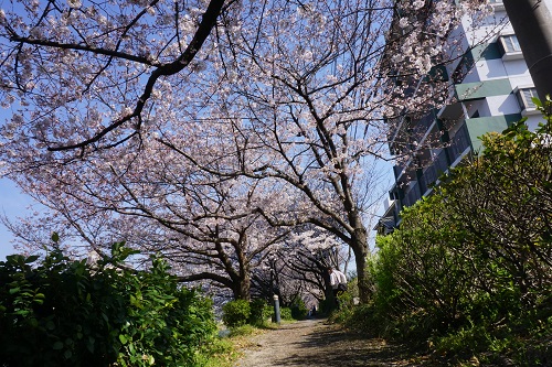 那珂川河川敷の桜並木