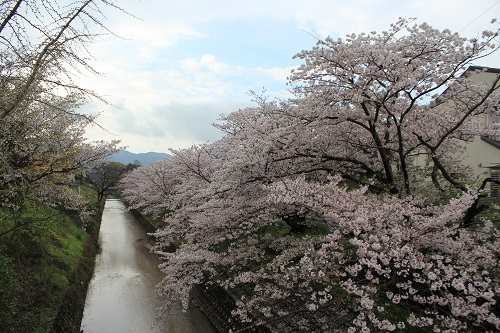 樋井川の桜並木
