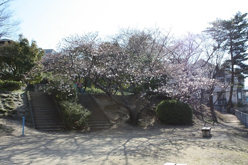 旧TNCタワー前の上高宮南公園の桜