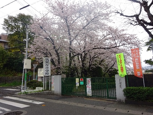 筑紫丘小学校の桜