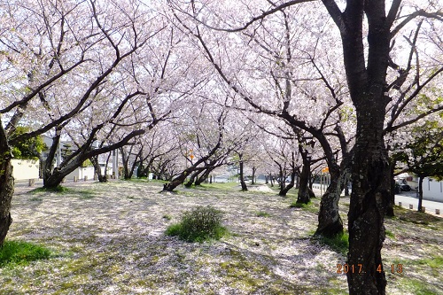 鹿助公園の桜