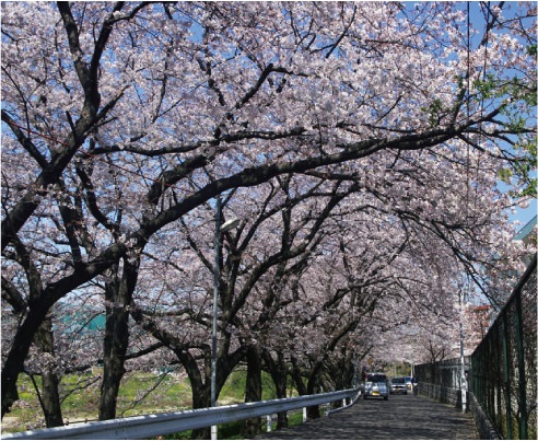 那珂川河畔公園の桜