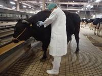 牛の生体検査の画像