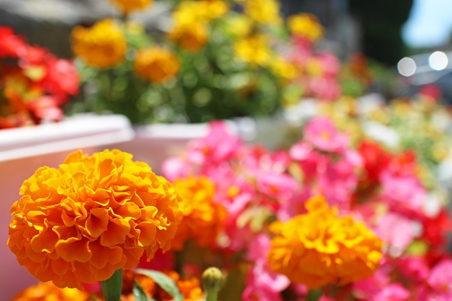 背景にピンクや黄色のぼかした花が見える，オレンジの花にピントを合わせた写真