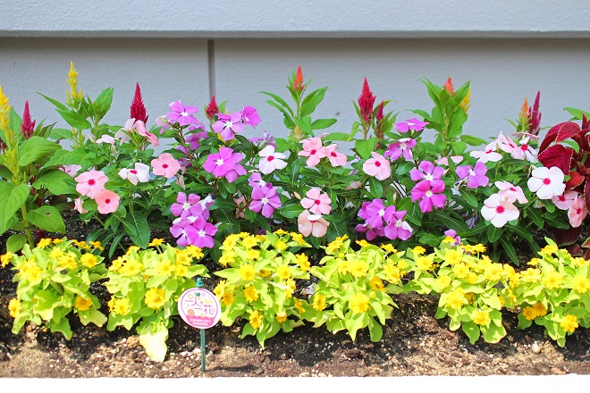 赤，黄，紫などのさまざまな色の花が咲いている花壇の写真