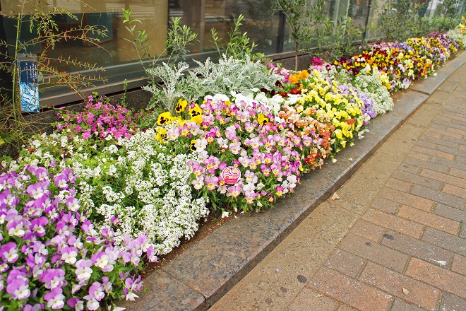 西日本銀行西新町支店前のカラフルな花壇の写真
