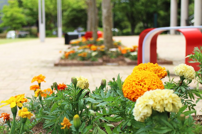 黄やオレンジ，赤などの花があるカラフルな花壇の写真