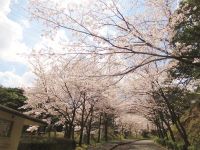 油山の桜風景
