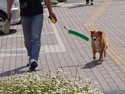 犬と散歩している写真