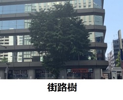 街路樹の写真
