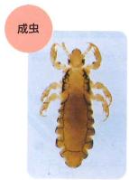 アタマジラミの成虫の画像