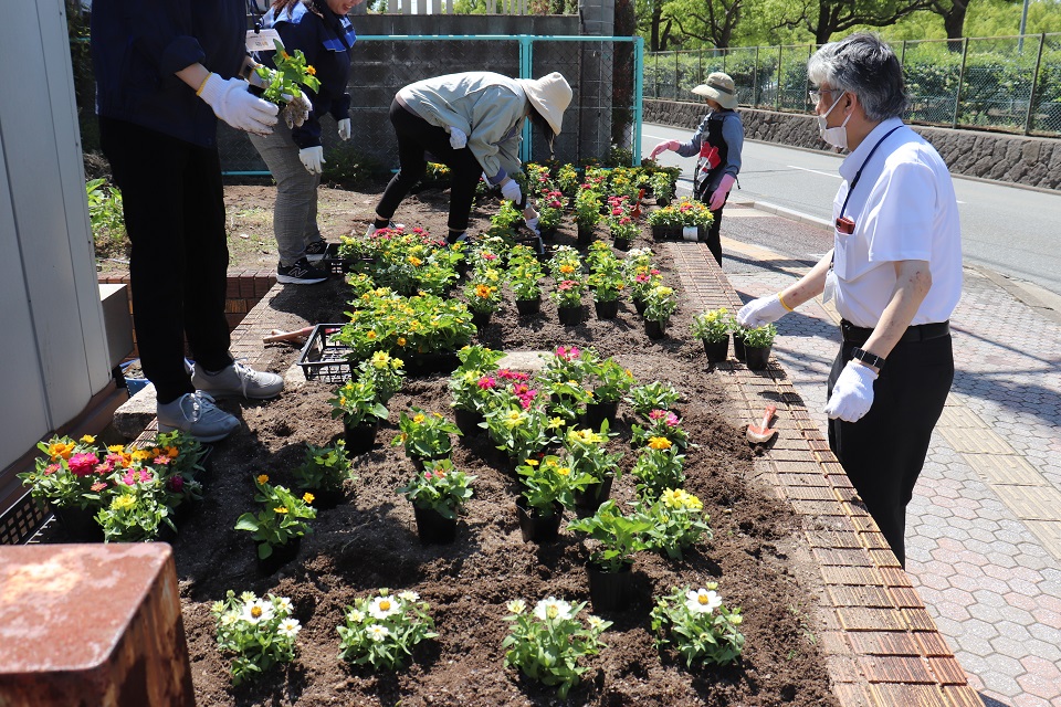 区役所花壇に花を植えてます