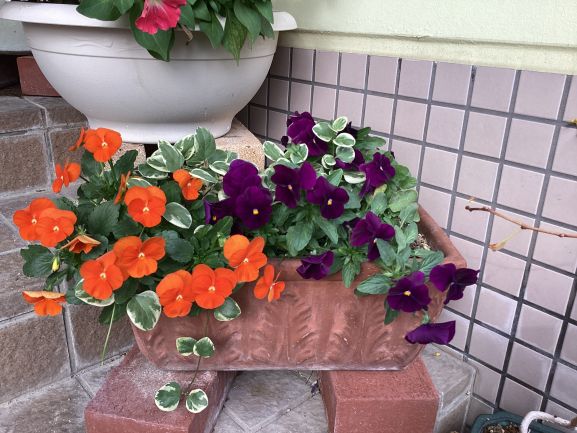 博多南幼稚園のプランターの花