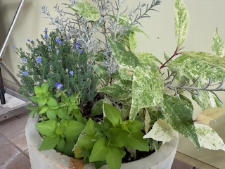 博多南幼稚園のプランターの花