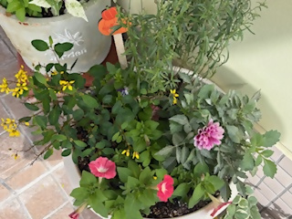 博多南幼稚園のプランターの花