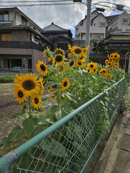 サンカク花園の花壇の花