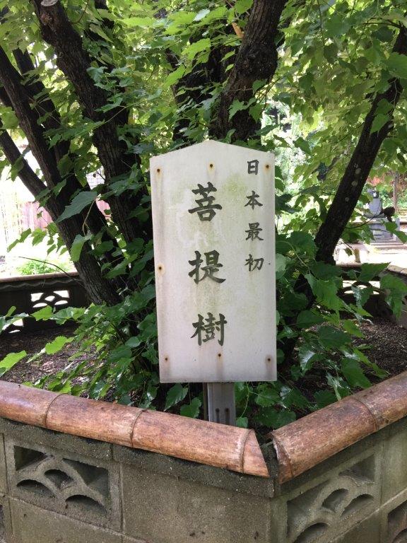 ボダイジュの写真1