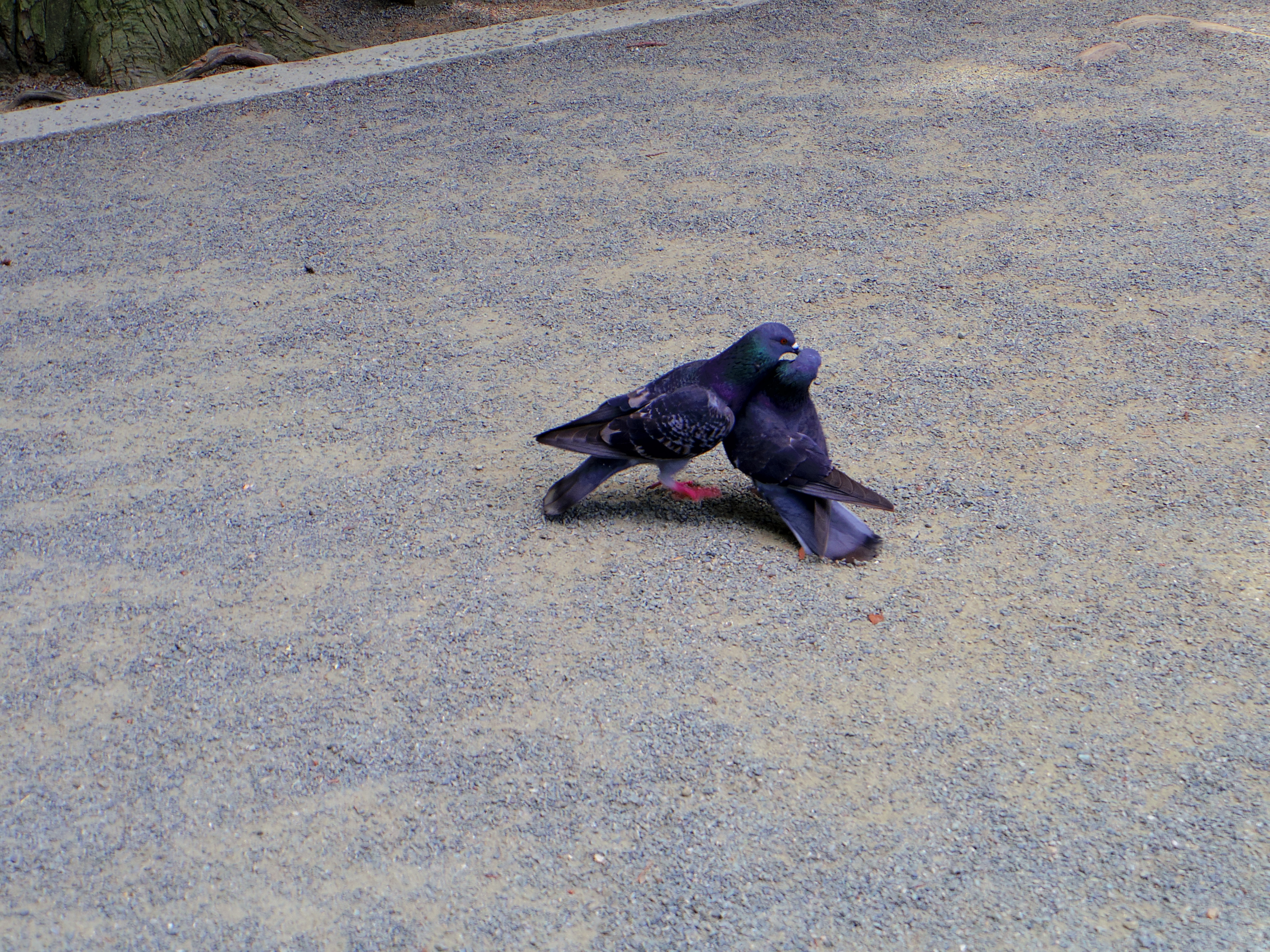 ハトの写真