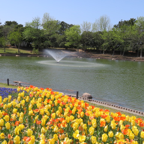 海の中道海浜公園の写真10