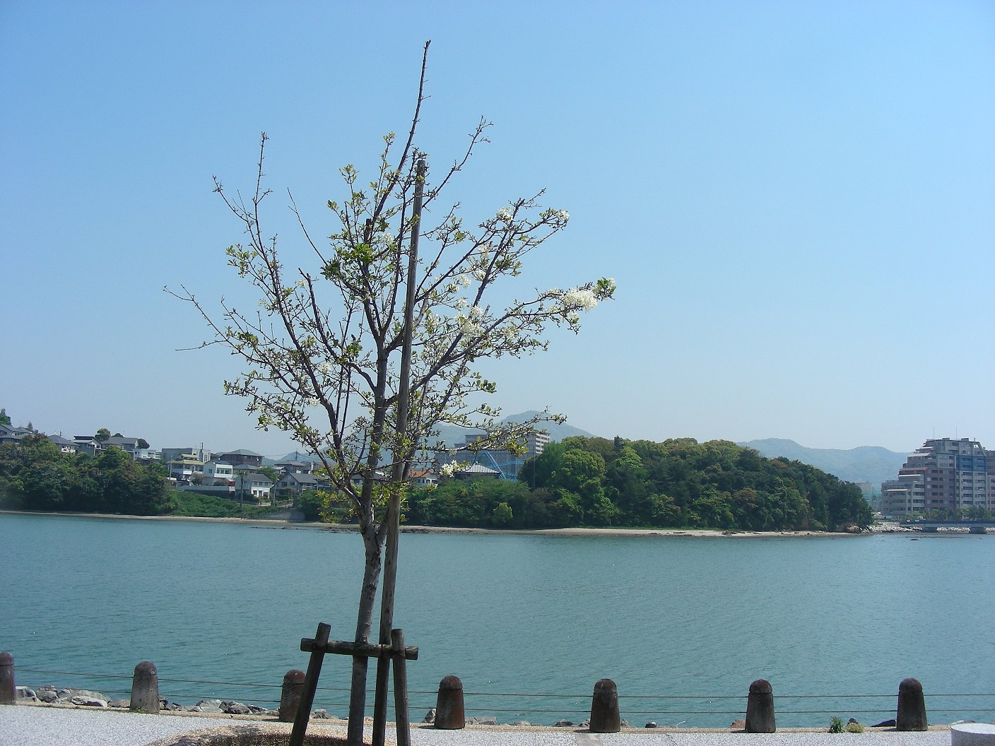 海照らし（ヒトツバタゴ）の写真３