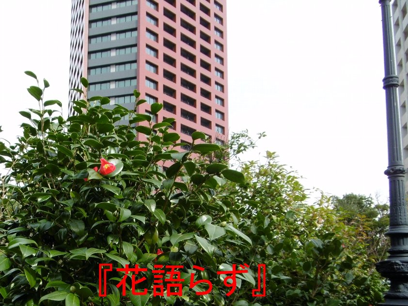 高層マンションと椿２