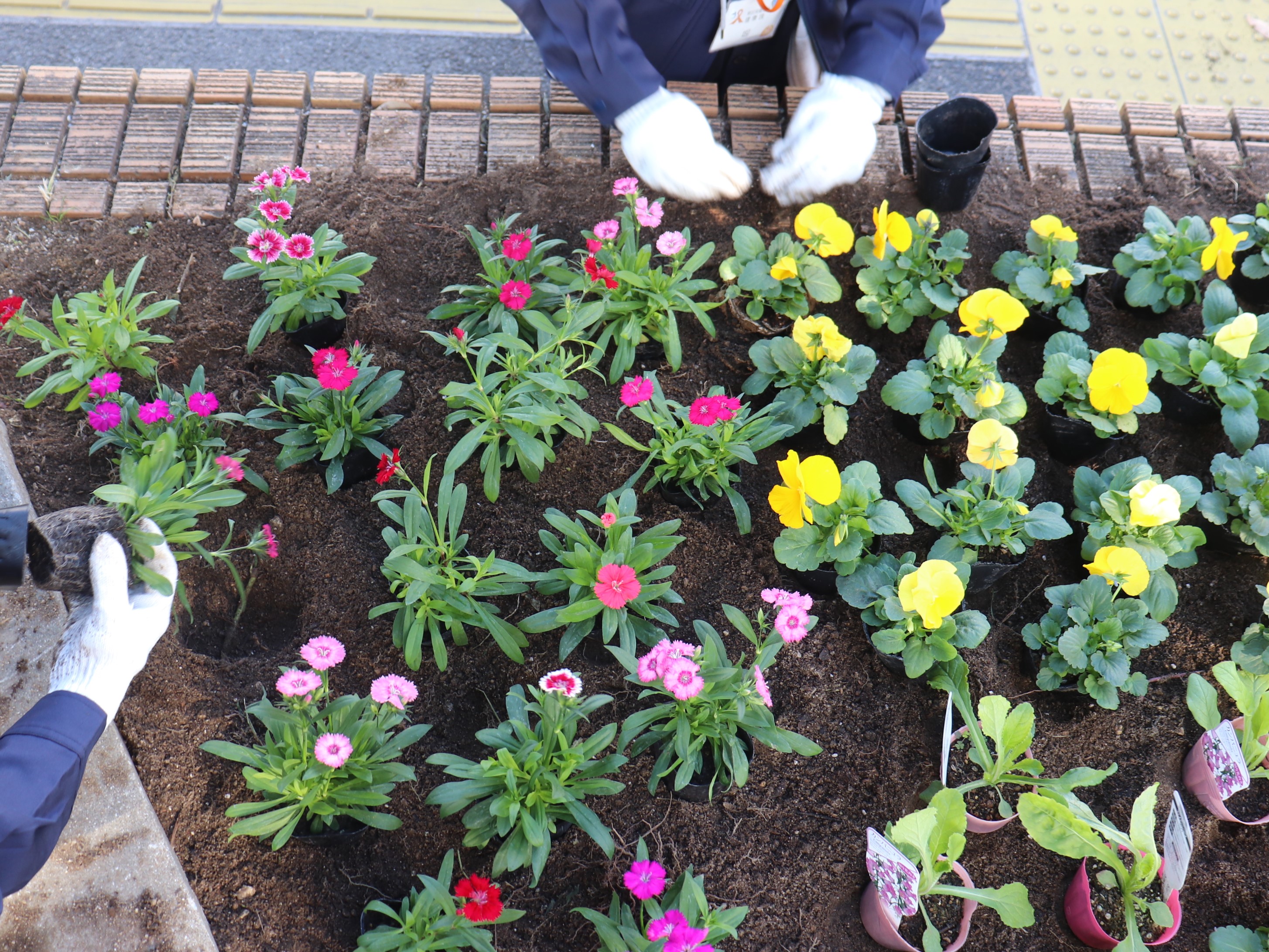 ナデシコを植えました。